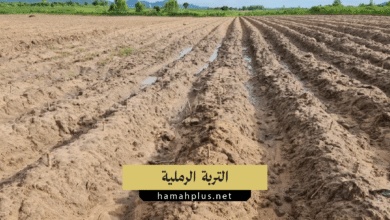 التربة الرملية
