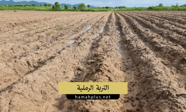 التربة الرملية