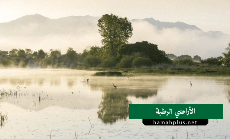 الأراضي الرطبة
