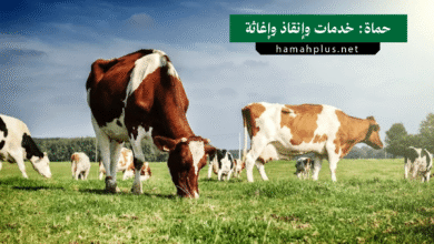 حماة