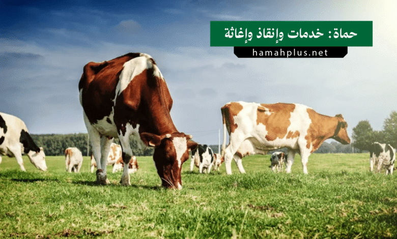 حماة