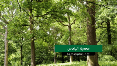 محمية البلعاس
