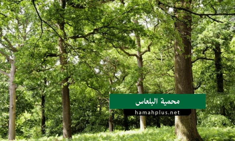 محمية البلعاس