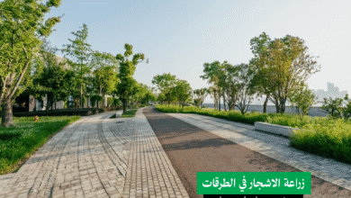 أهمية زراعة الأشجار في الشوارع