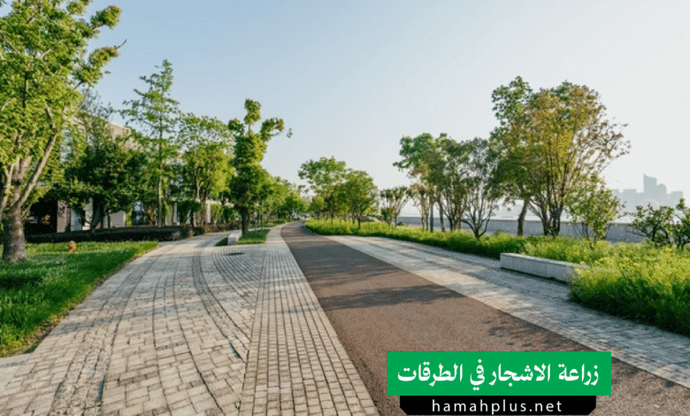 أهمية زراعة الأشجار في الشوارع