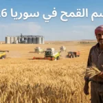 موسم القمح في سوريا 2026 يظهر حقول القمح في الحسكة مع حصادات حديثة وصوامع تخزين في خلفية المشهد