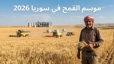 موسم القمح في سوريا 2026 يظهر حقول القمح في الحسكة مع حصادات حديثة وصوامع تخزين في خلفية المشهد