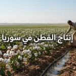 صورة واقعية لحقل قطن في سوريا توضح إنتاج القطن في سوريا مع نباتات قطن ناضجة وبيئة زراعية طبيعية
